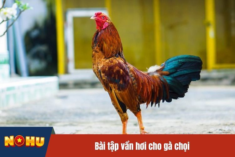 Bài tập vần hơi cho gà chọi