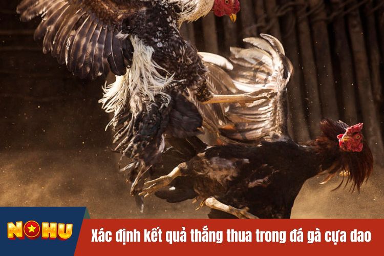 Cách xác định kết quả thắng thua trong đá gà cựa dao