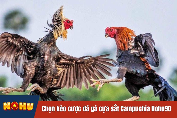 Chọn kèo cược đá gà cựa sắt Campuchia NOHU90 hợp lý