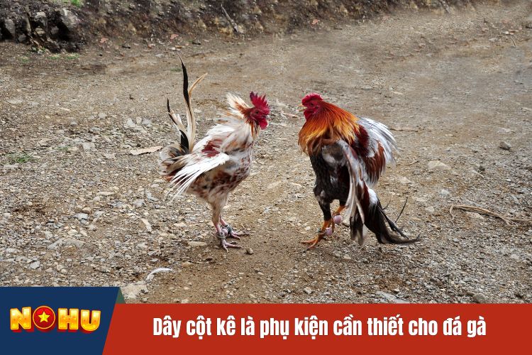 Dây cột kê là phụ kiện cần thiết cho đá gà