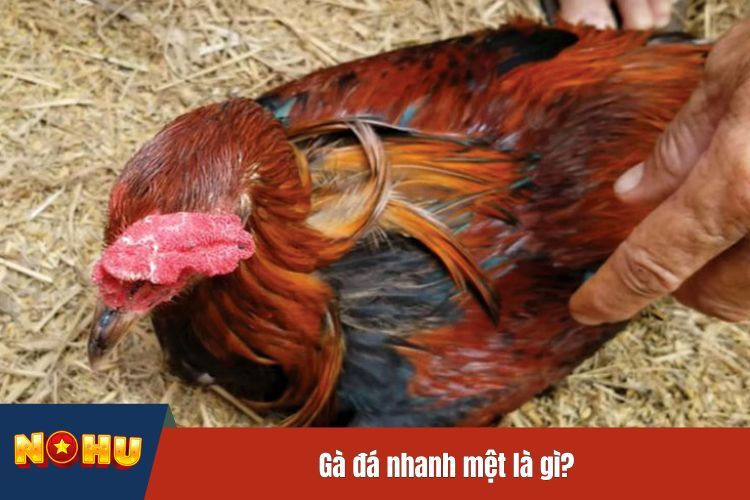 Gà đá nhanh mệt là gì?