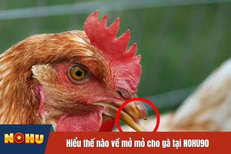 Hiểu thế nào về mở mỏ cho gà tại NOHU90