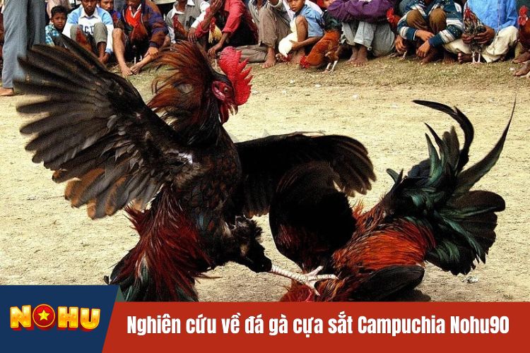 Nghiên cứu thông tin đá gà cựa sắt Campuchia NOHU90