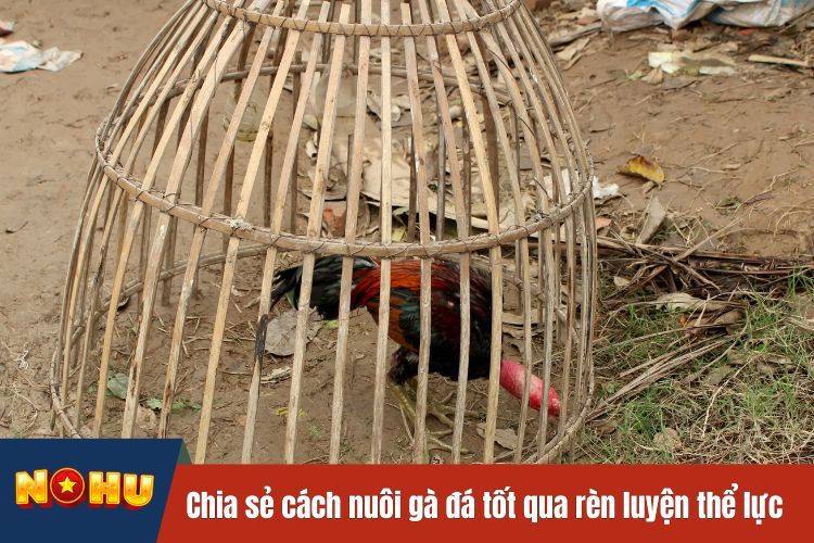 Nohu90 chia sẻ cách nuôi gà đá tốt qua rèn luyện thể lực