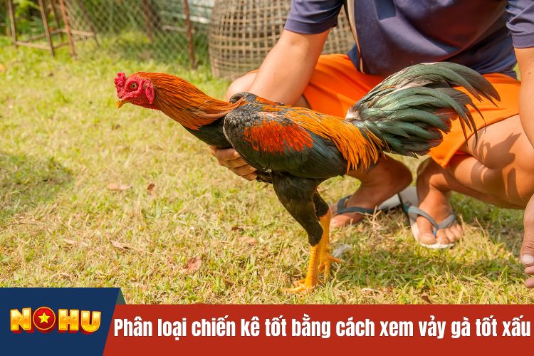 Phân loại chiến kê tốt thông qua cách xem vảy gà tốt xấu