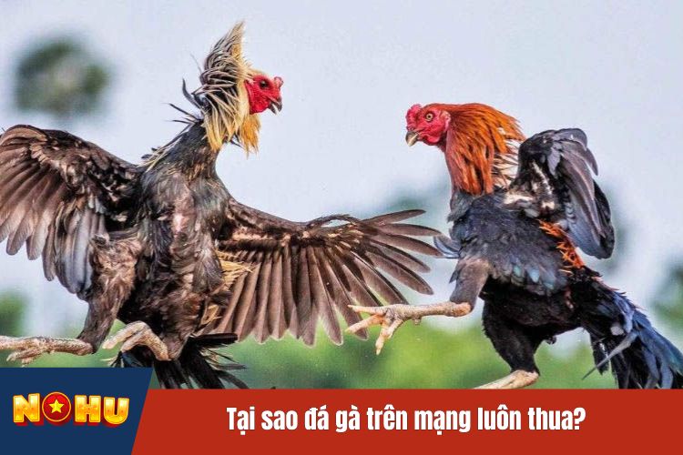 Tại sao đá gà trên mạng luôn thua?