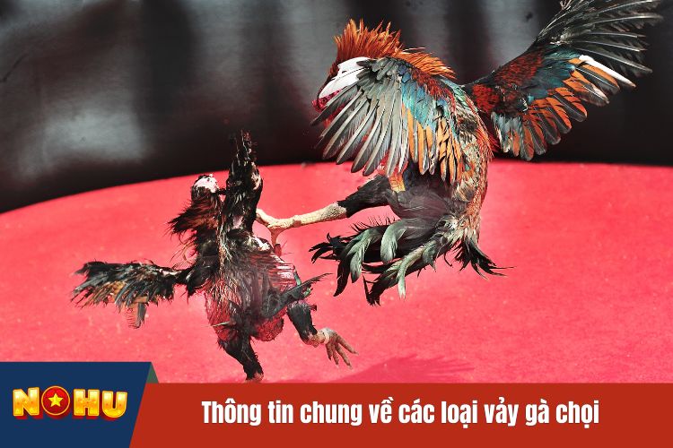 Thông tin chung về các loại vảy gà chọi