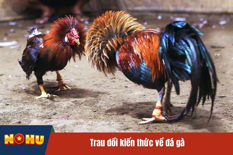 Trau dồi kiến thức về đá gà